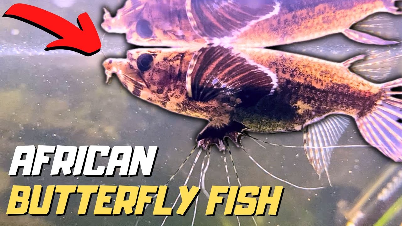 African Butterfly Fish in a Community Aquarium | Species Spotlight