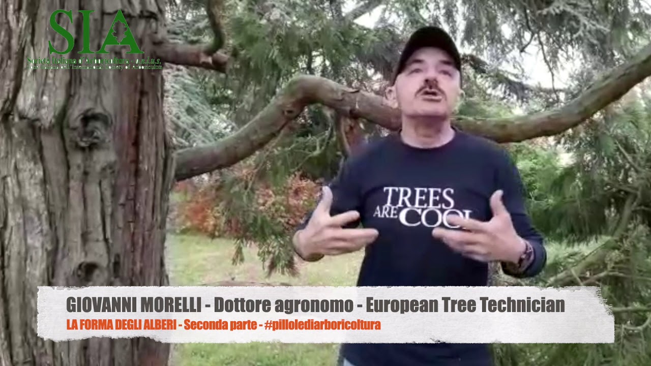 La forma degli alberi - Seconda parte - #pillolediarboricoltura n.19
