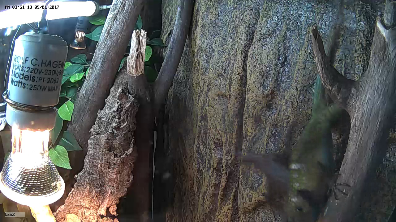 Sceloporus malachiticus