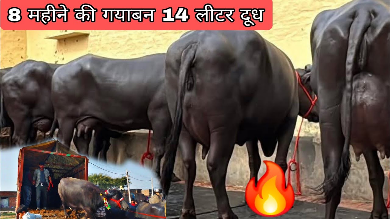 8 महीने की गयाबन 14 लीटर दूध दो दांत की मुर्रा नस्ल की 10 भैंस हरियाणा झज्जर से गाड़ी आ चुकी है