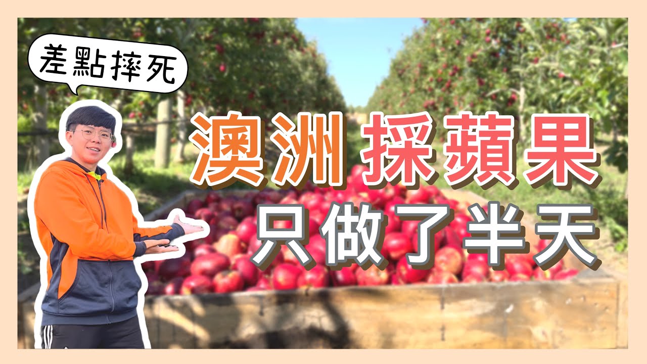 澳洲打工採蘋果，累到做不下去【小馬說】打工度假｜工作體驗｜薪資待遇 2023
