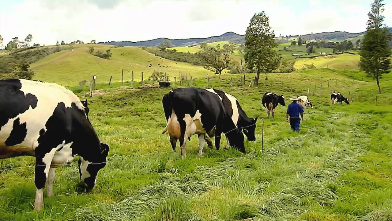 Territorio verde -  Leche en San Pedro de los Milagros - Programa 5