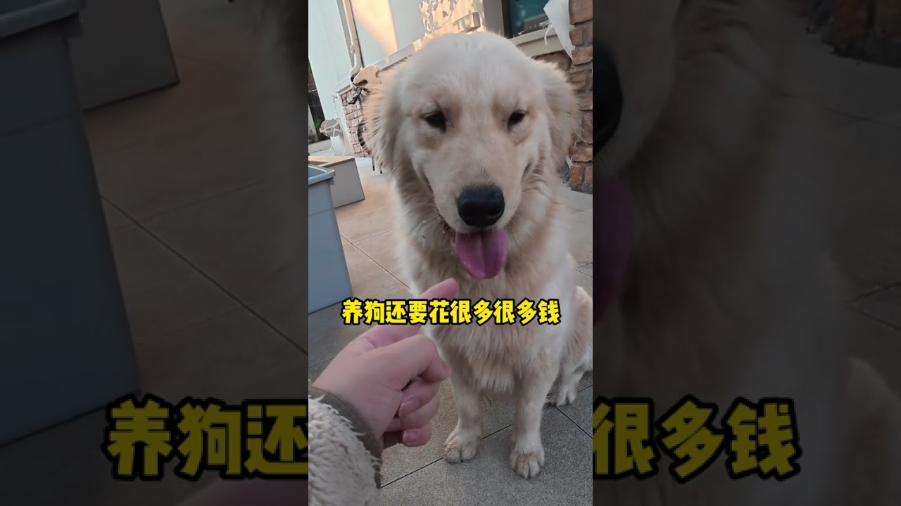 Three Months of Intense Love-Hate with My Rescued Dog: Unveiling the Transformative Power
