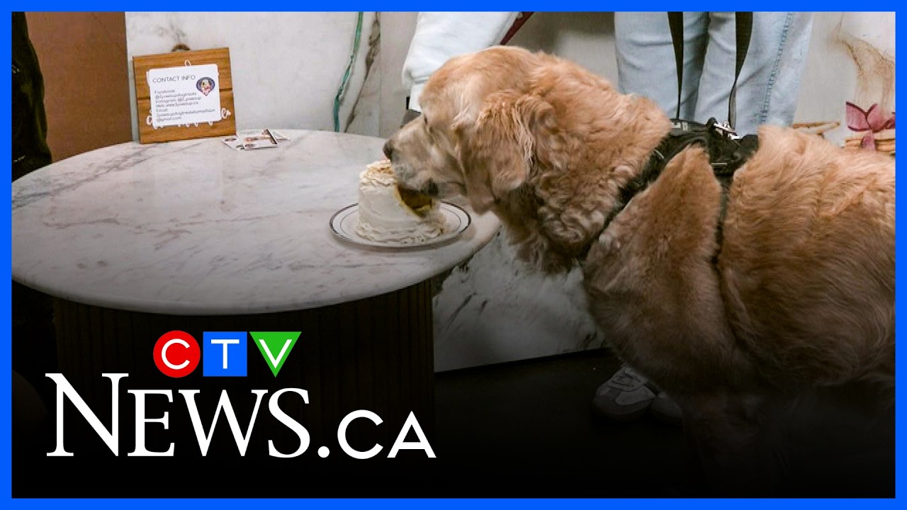 Tasty treats for dogs