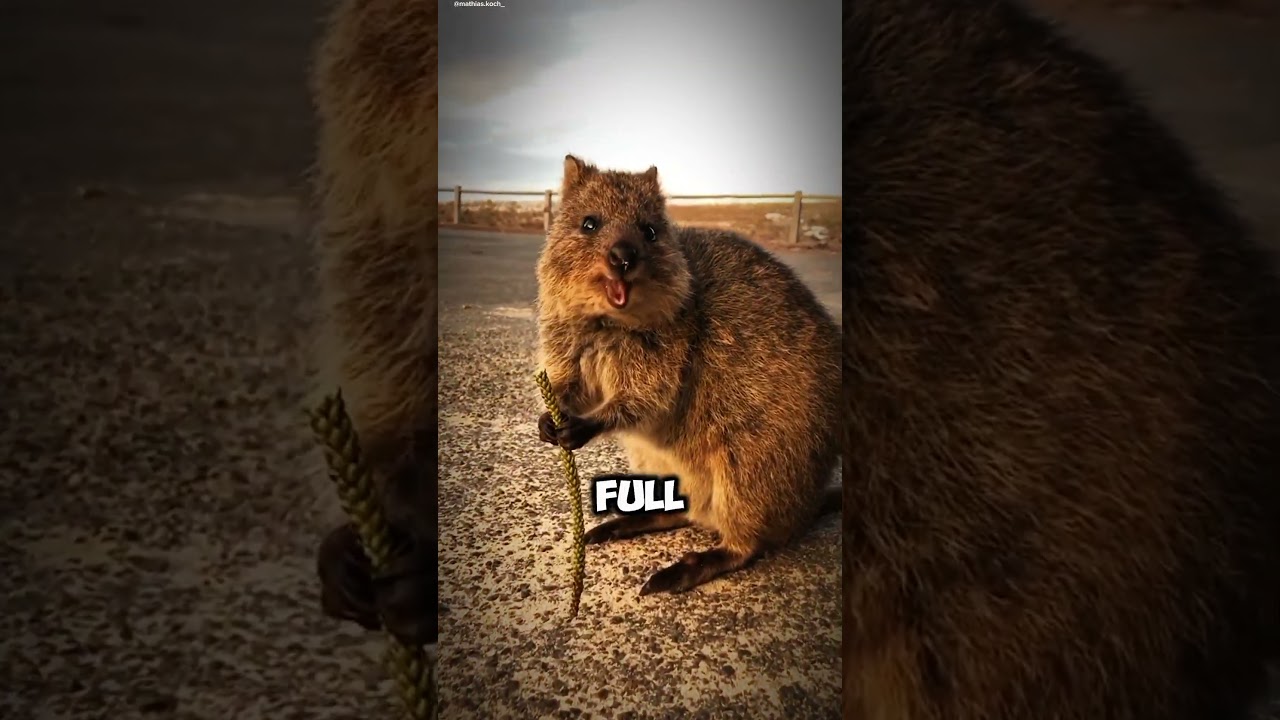 Quokka The World's Happiest Selfie Expert #quokka #happyanimals #cutemarsupial