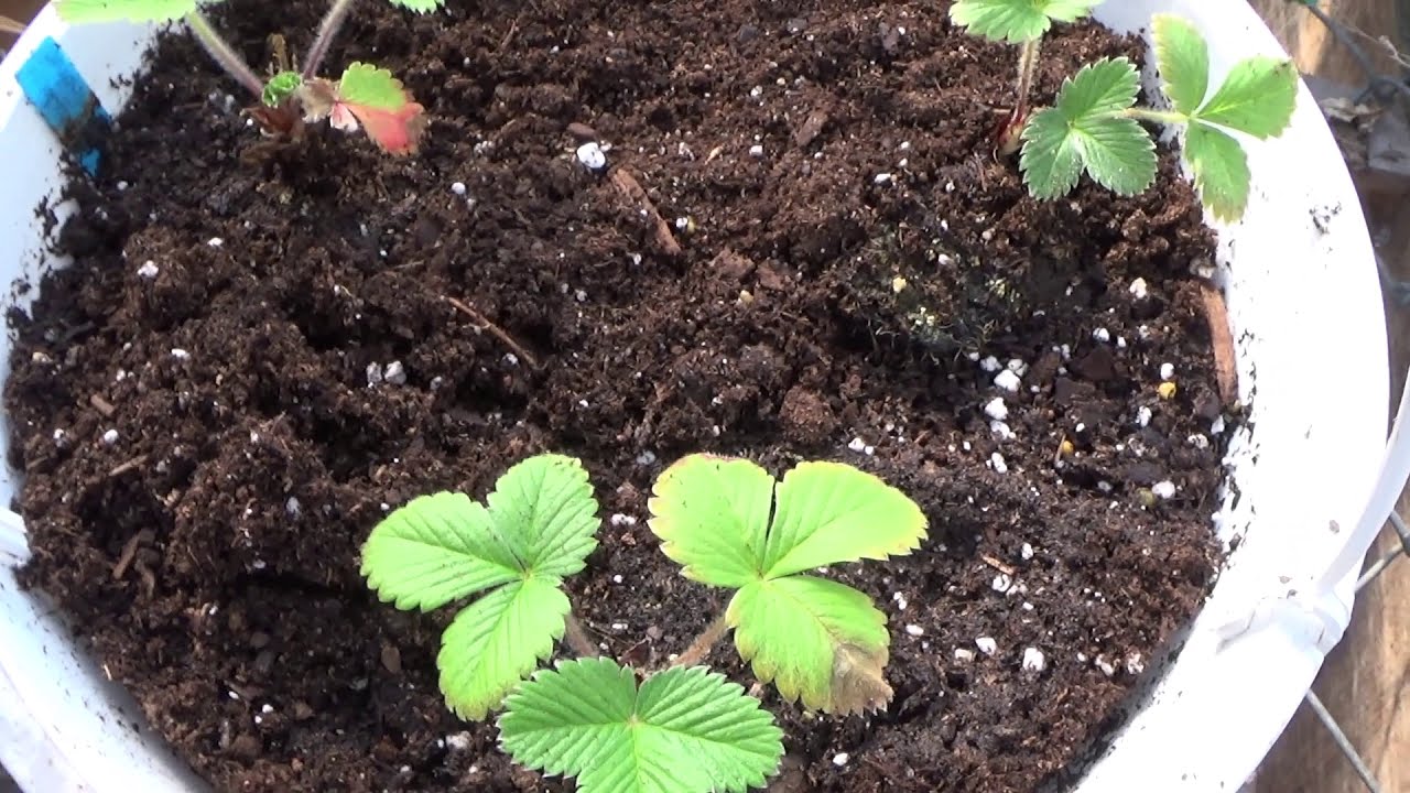Transplanting Strawberry Seedlings, Strawberry Transplanting Tips