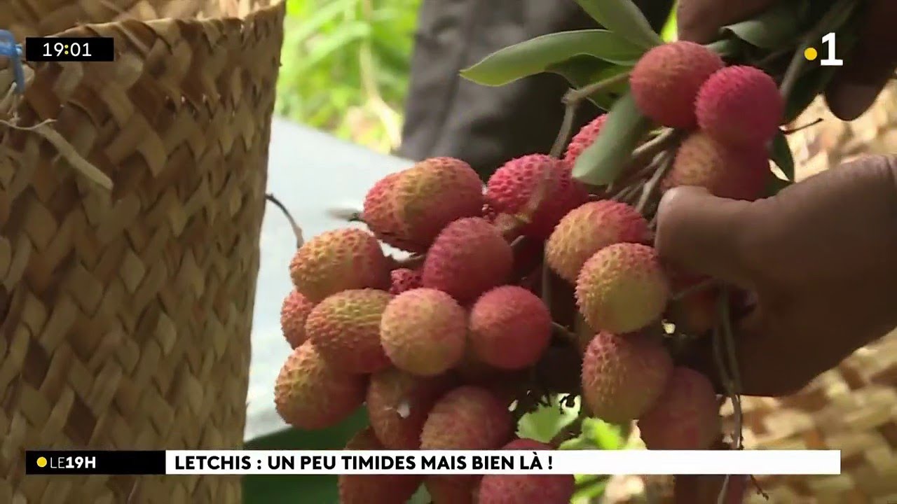 La saison des letchis démarre timidement