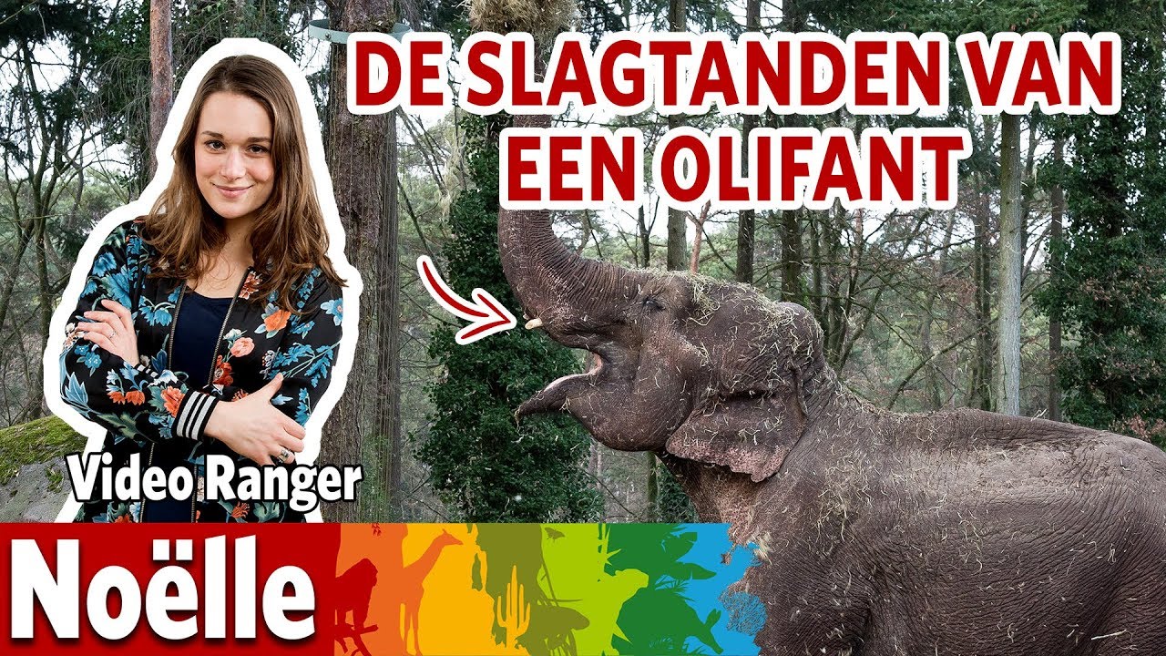 Wat gebeurt er met de slagtanden van een olifant? 🐘