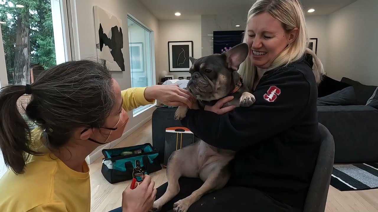 Trimming a French Bulldog's nails