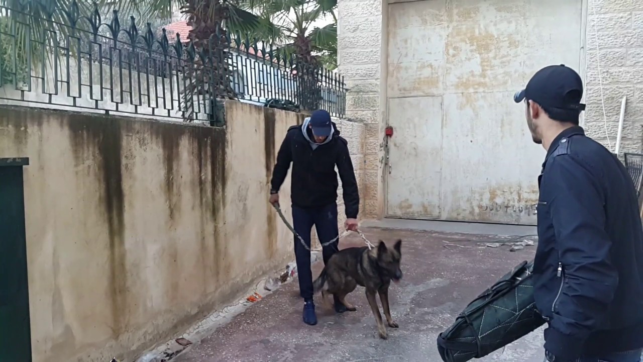 كلب اهبل من نوع (جيرمن سيبل) اراد صاحبه ان يدربه على الهجوم مع جمال العمواسي