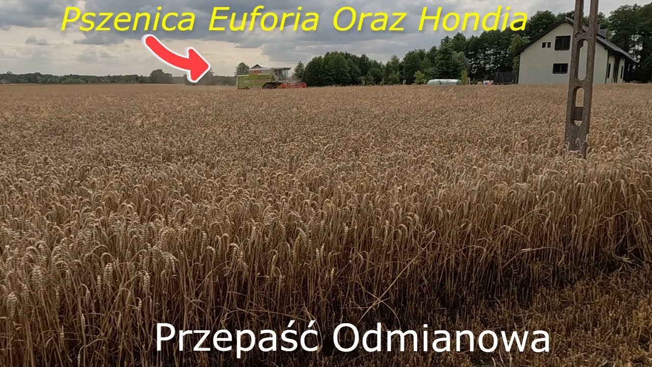 #190 Żniwa 2023 || Kosimy Pszenicę || Przepaść Odmianowa w Plonie Na Tym Samym Polu .....