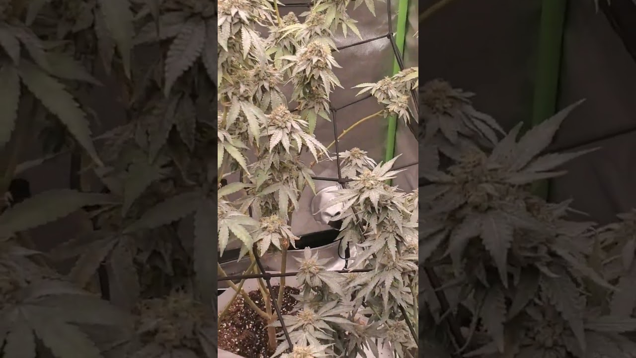 Lumpy cuts apple fritter week 8 purple is starting to come in now.