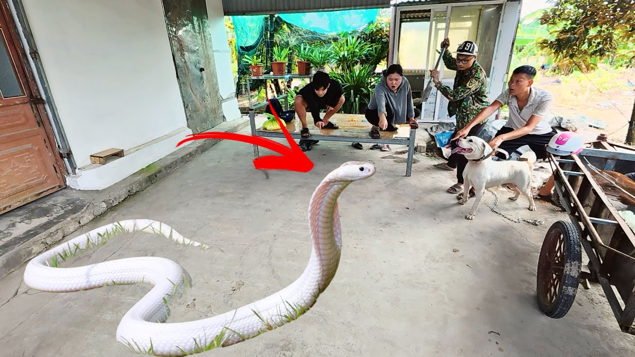Cuộc Gọi Khẩn Cấp Sử Dụng Pitbull Vây Bắt 3 Con Rắn Hổ Mang Bò Vào Nhà Tấn Công Cô Gái Trẻ