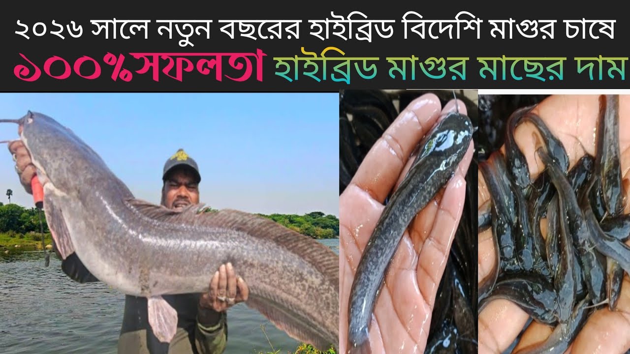 ২০২৬ সালে নতুন বছরের হাইব্রিড বিদেশি জাতের মাগুর মাছের পোনা চাষে সঠিক পদ্ধতি। মাগুর মাছের পোনা দাম। 