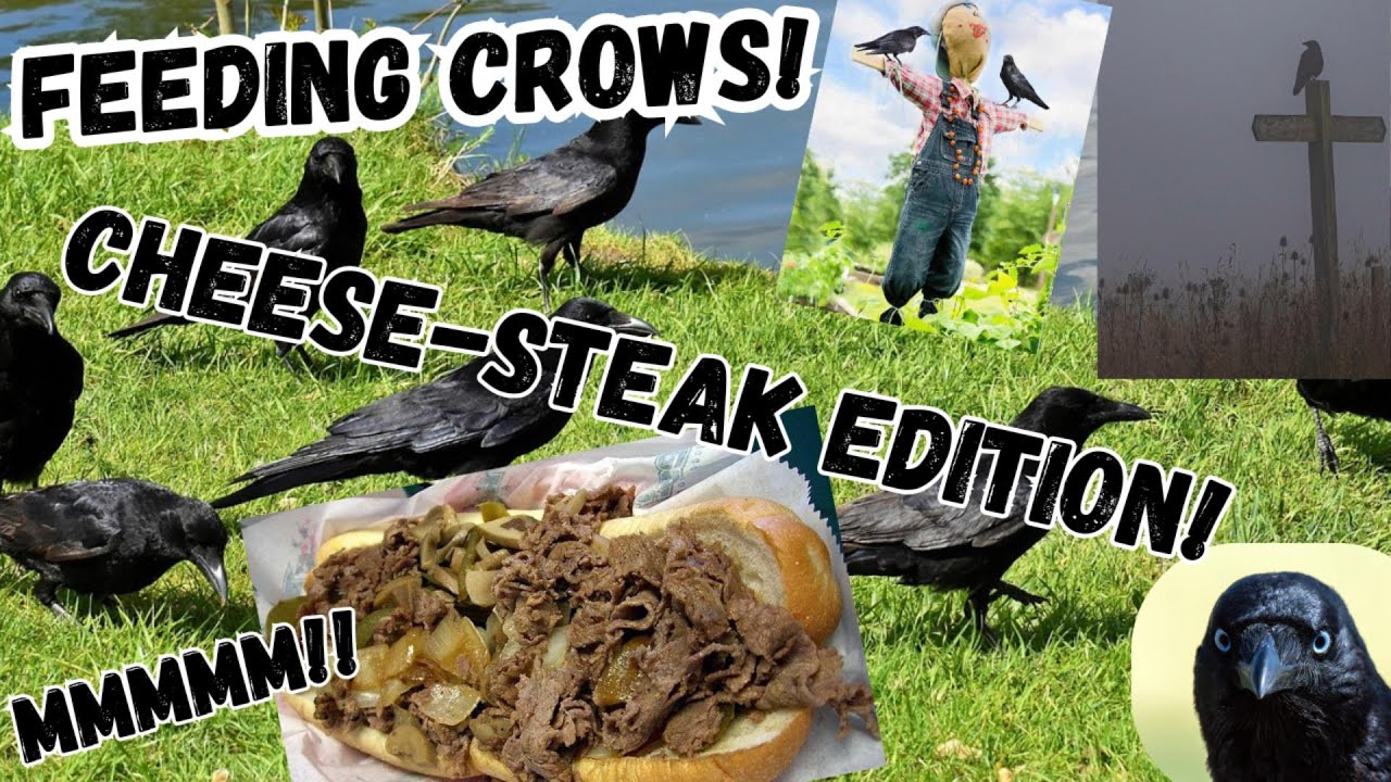 Feeding Crows - Cheese-steak Edition!