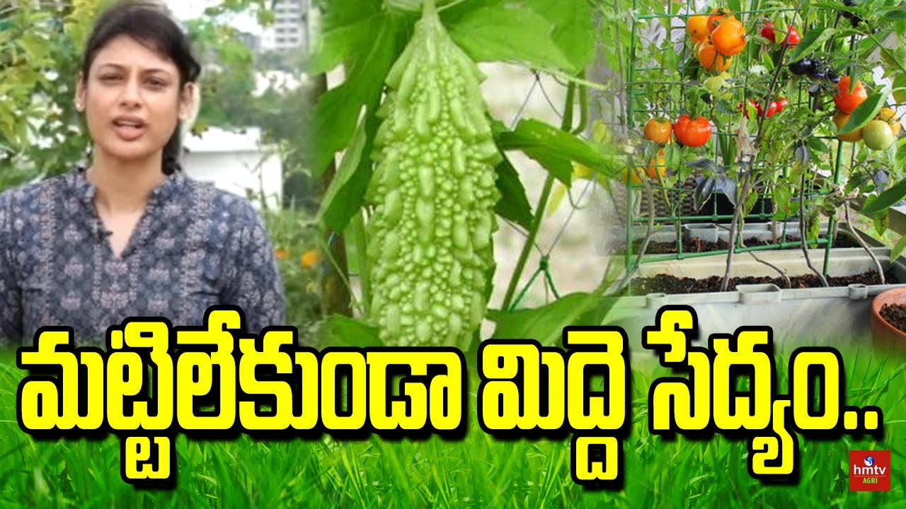మట్టిలేకుండా మిద్దె సేద్యం | Sravanthi Bollareddy Terrace Garden | Nela Talli | hmtv Agri