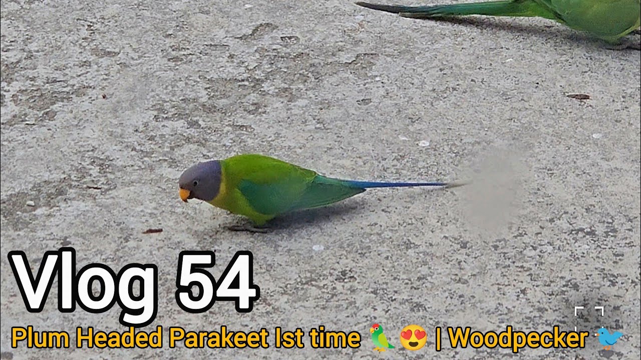 Plum Headed Parakeet & Woodpecker Ghar Pe First Time 😍🦜 | Vlog 54 | Jammu Village Slow Life