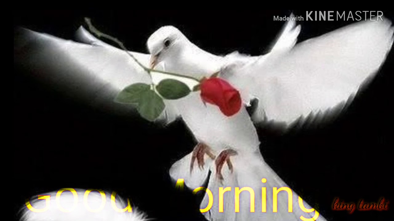 Good morning wishes messages and Tamil song and WhatsApp status video happy  good morning wishes for