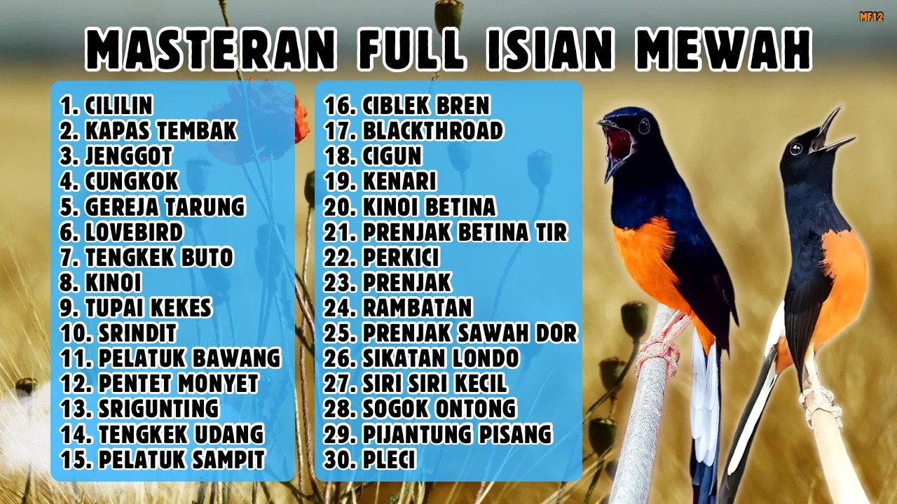 🔴 MASTERAN PALING LENGKAP ‼️ FULL ISIAN MURAI BATU GACOR