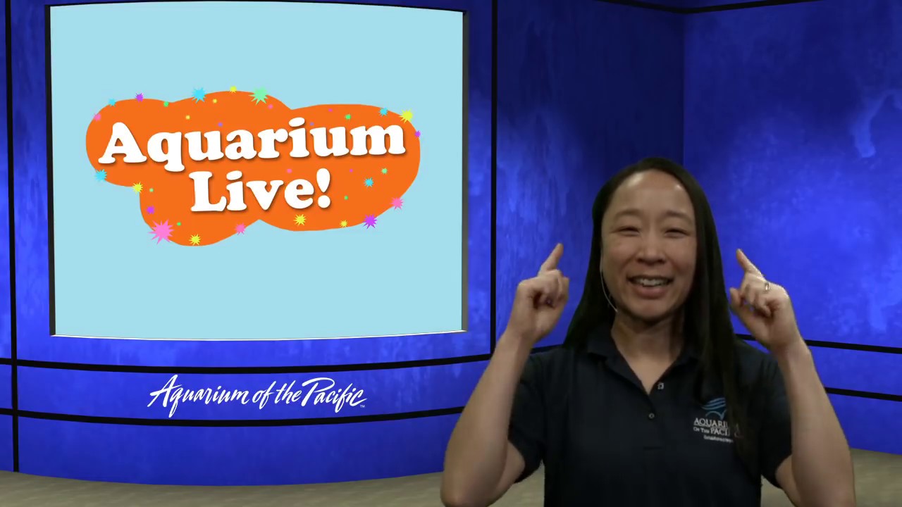 Aquarium Live Ep 2: Animals Play Too  (Gr K-5)