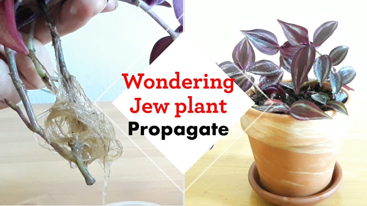 Wondering Jew Plant PROPAGATE from cutting:: grow in water and potting::