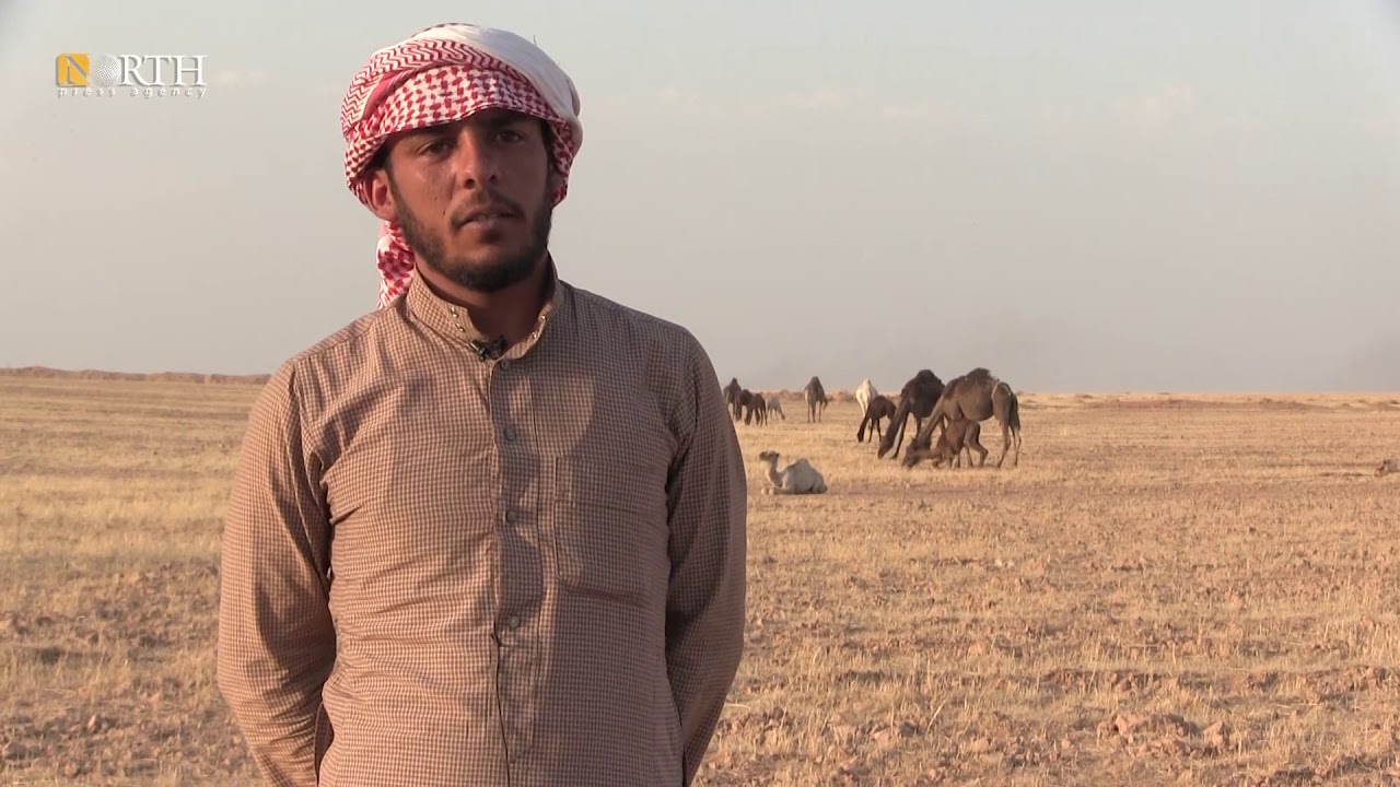 الرقة - تربية الإبل في الرقة.. وفرة المراعي صيفاً وصعوبات بالغة في الشتاء نورث برس