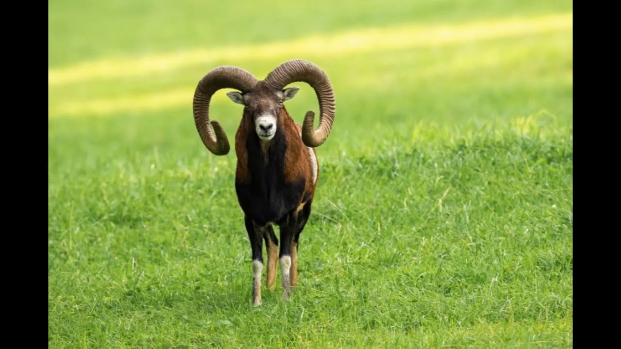 le bonheur est dans le pré Paul Fort