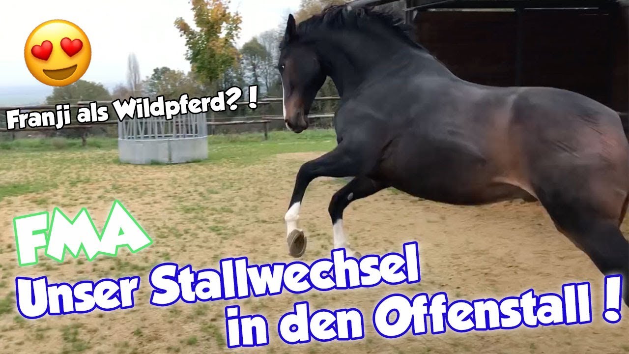 STALLWECHSEL I Das erste Mal im Offenstall I FMA