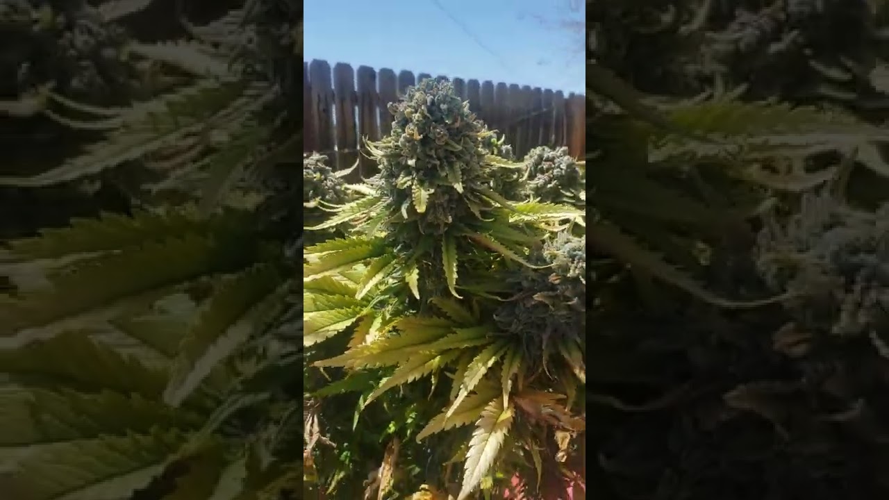 Royal Queen Seeds Special Kush #1 harvest. photoperiod not an autoflower.
