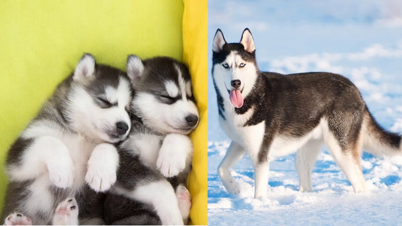 20 Dog Before and After Growing Up | Puppy to Adult