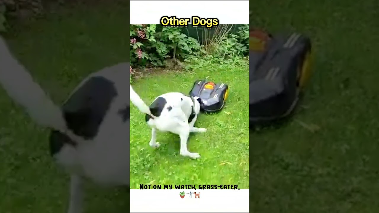 The Ultimate Battle: Dog vs. Machine | Try not to laugh