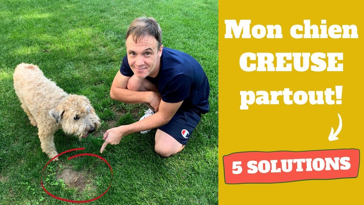 Mon CHIEN CREUSE partout : 5 SOLUTIONS efficaces!