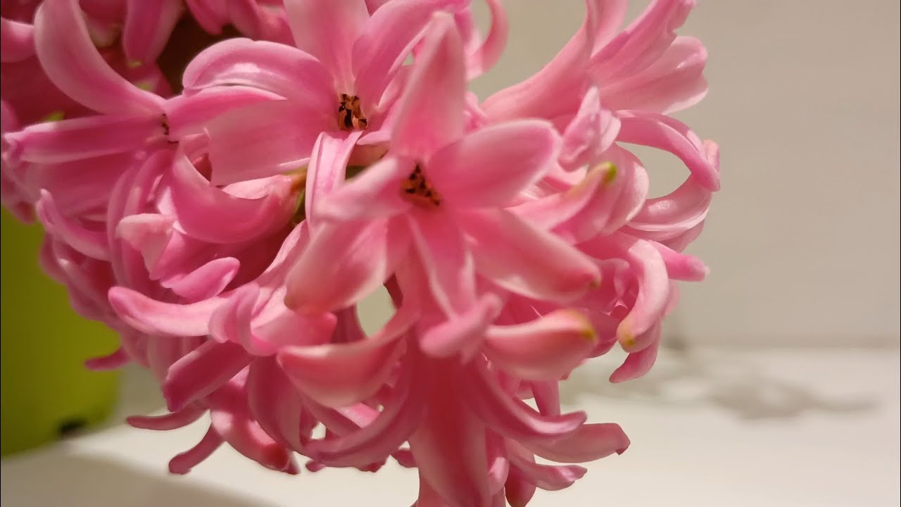 Sei immer positiv. 🌸 Lernt von Mutternatur: einfach schön, prachtvoll, perfekt, sehr stark! ❤️ ❤️ ❤️