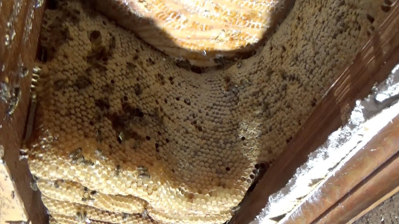 Curved honey comb in a ceiling.