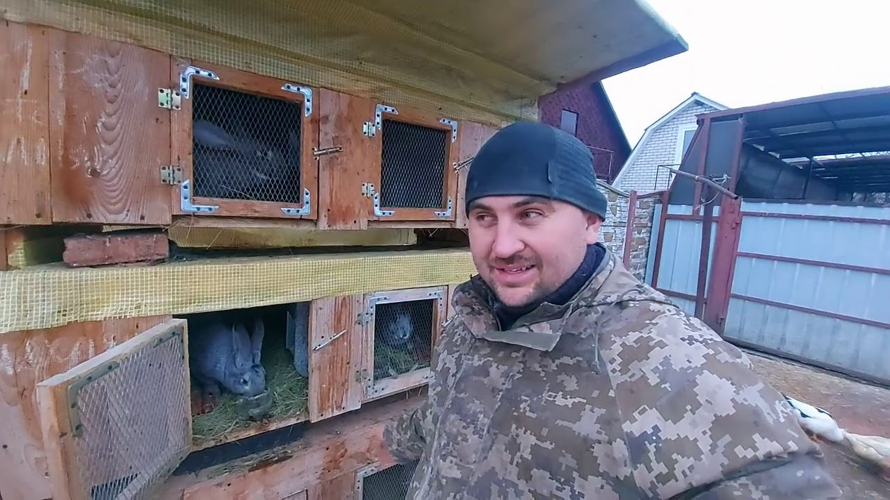 убрал вьетнамскую свинку! новые кролики и петухи!