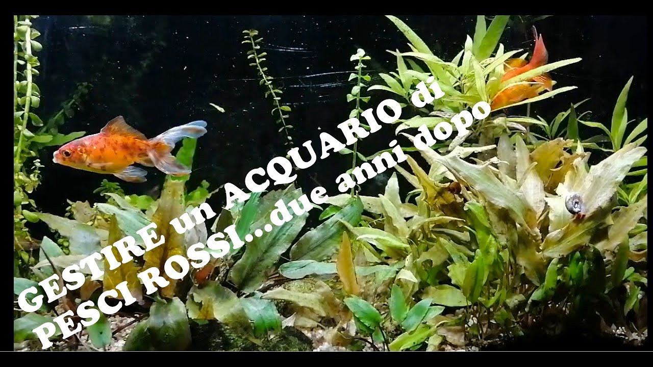 Allestimento acquario pesci rossi oranda con piante! Due anni dopo...! I consigli per la gestione!