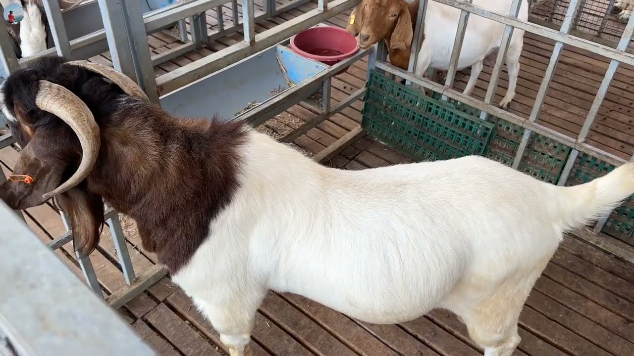 36 लाख सालाना की नौकरी छोड़ किया Goat Farming Business | Goat Farm Tour