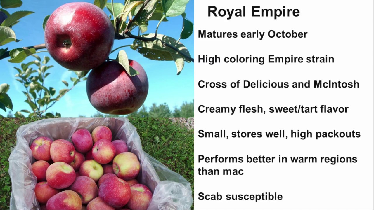 Apples for the Wholesale Market