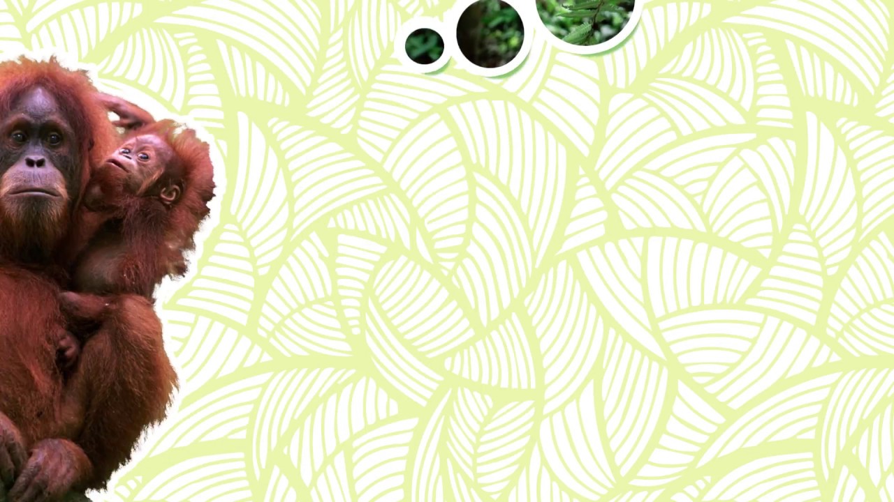 Alles over de orang-oetan - WWF-Rangers