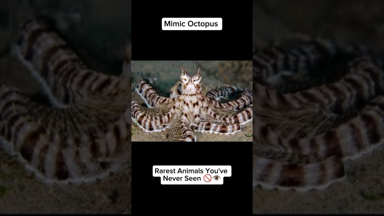 Rarest Animals You've Never Seen Part 4 | Vampire Squid, Tardigrade & More!