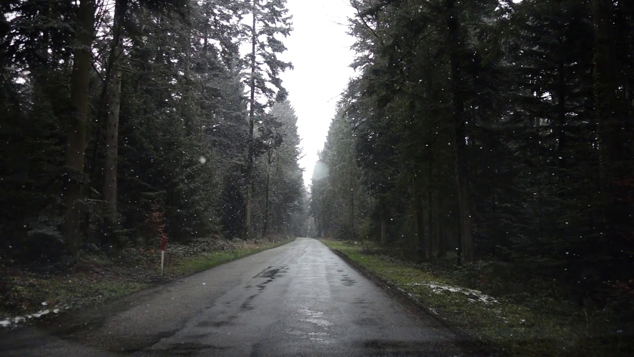 Snowfall in the Forest # Nature # WhatsApp Status # Amazing Nature # Memories