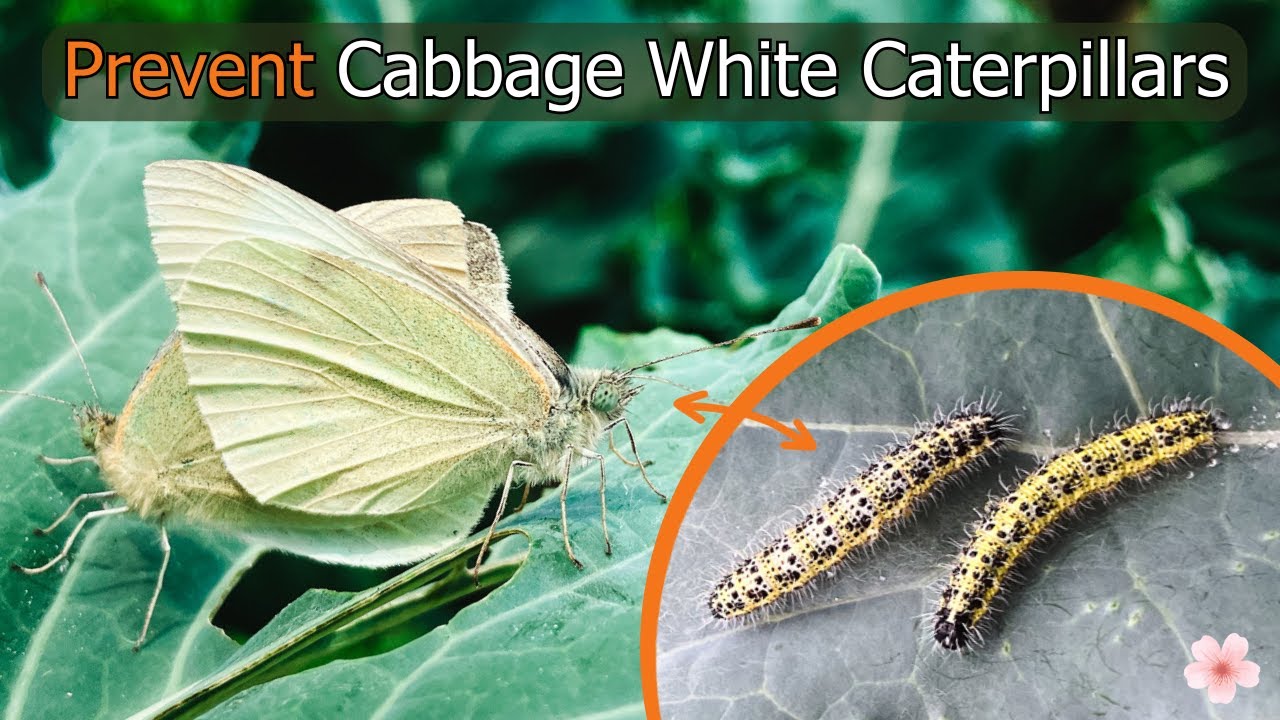 How to Stop Cabbage White Caterpillars Eating Your Brassica Crops (Imported Cabbage Worm)