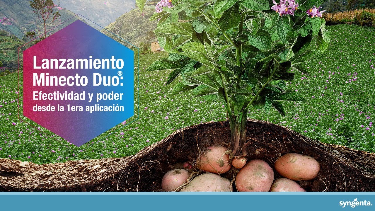 SYNGENTA - LANZAMIENTO MINECTO DUO