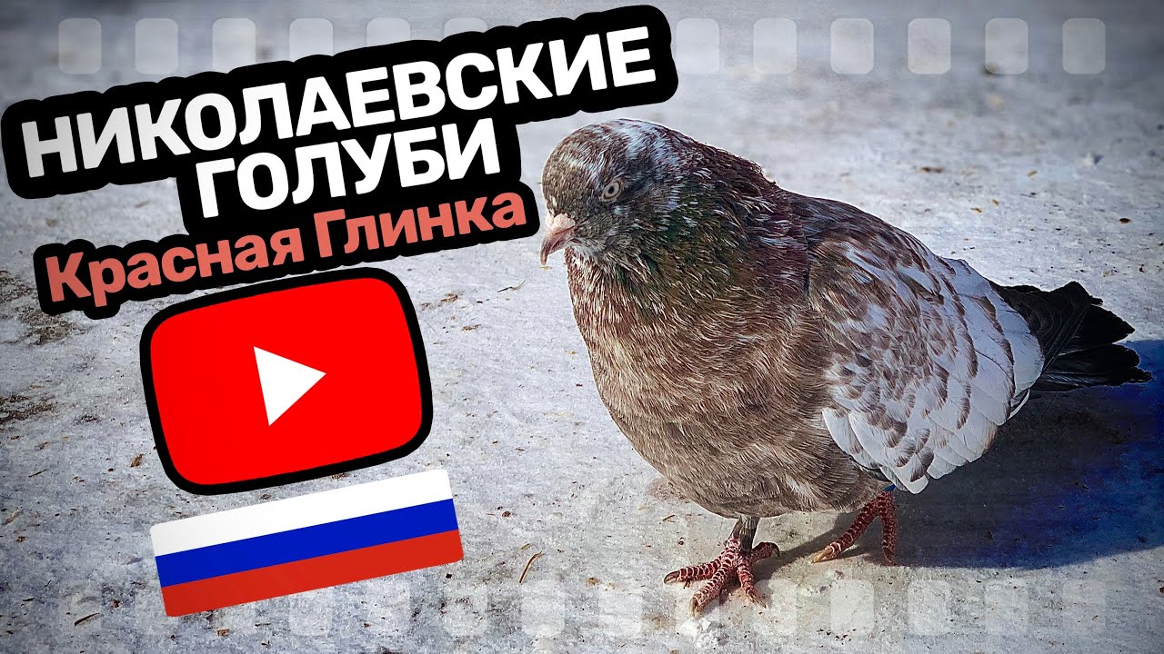 Николаевские голуби Алексея п.Красная Глинка Самарская область 2026
