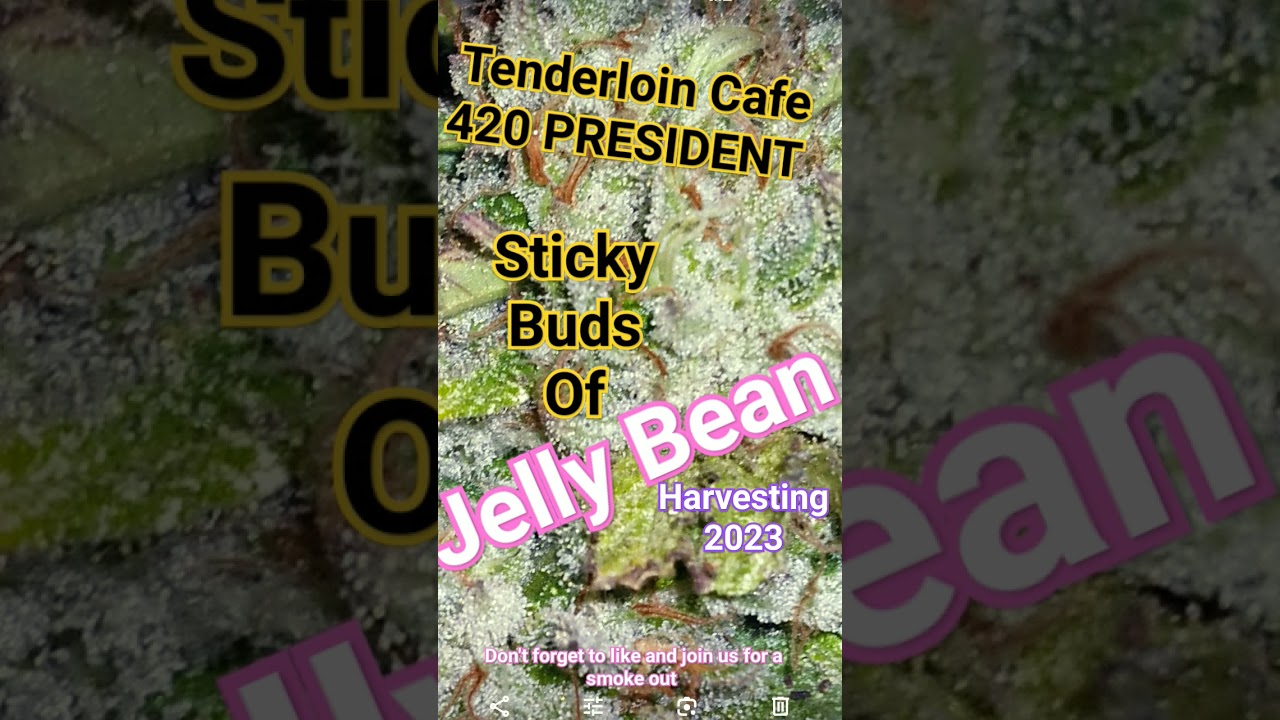 Canabis Community sticky bud runts buds sweet smoke #hydroponics #420 #weed #shorts #420time #cronic