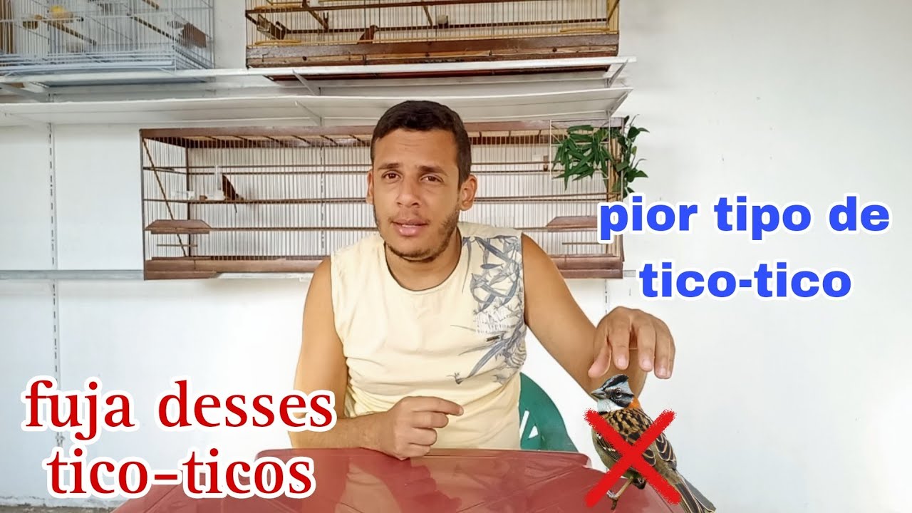 nunca adquira esses tipos de tico-tico.
