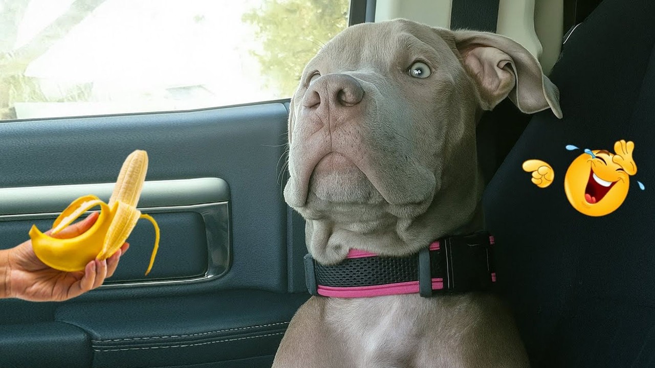 New FUNNY DOGS That Will Make You Laugh To Tears 😂🐕 Best Funny Dog Compilation 2026