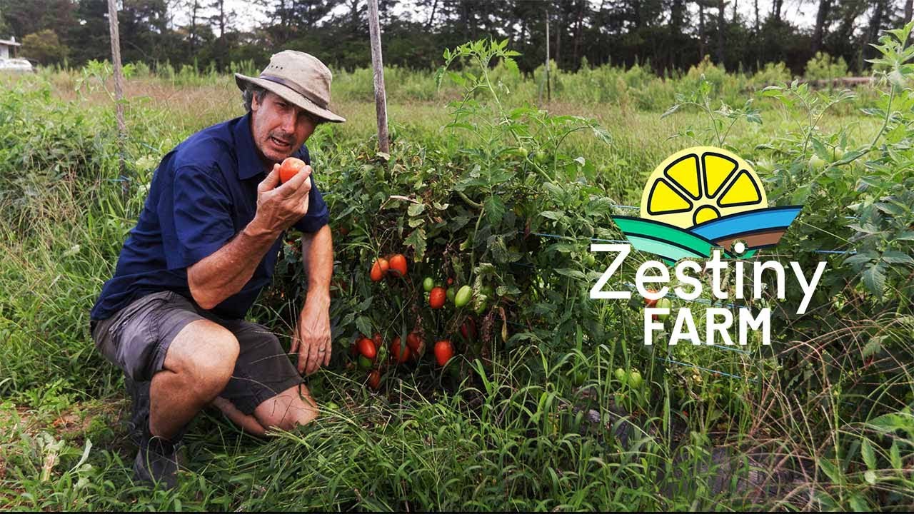 Tomato Season at Zestiny Farm - Fresh Farm Produce Delivered to Sydney
