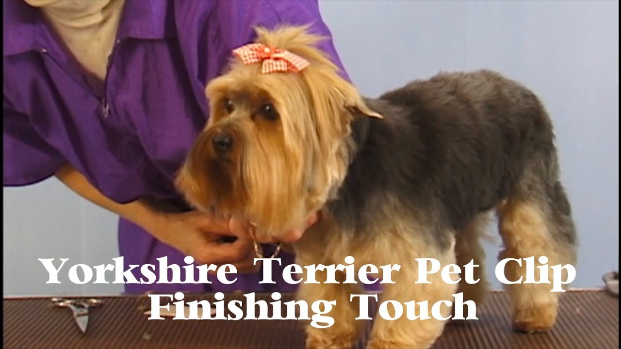 Yorkshire Terrier Pet Clip -- Finishing Touch / Pet Grooming Studio Academy- Toronto Ontario