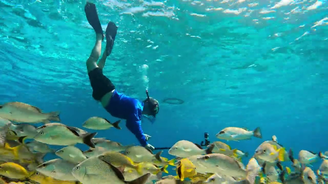 Buceo en Cozumel 2025